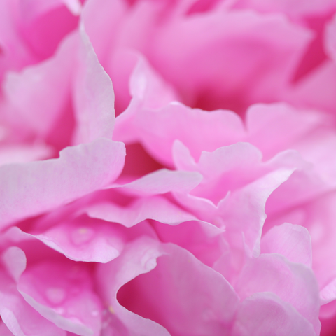 Rare Bombast Rose Poppy Seeds, additional product view 2