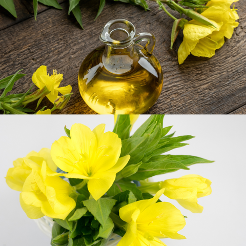 Heirloom Organic Evening Primrose Herb seeds package, GrowTime Garden Supply