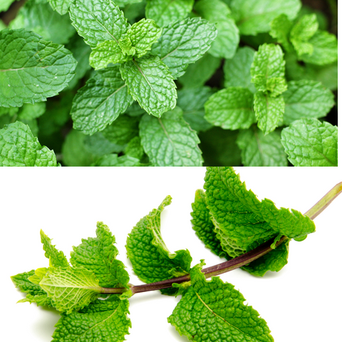 Organic Lemon Mint Herb seeds package, GrowTime Garden Supply