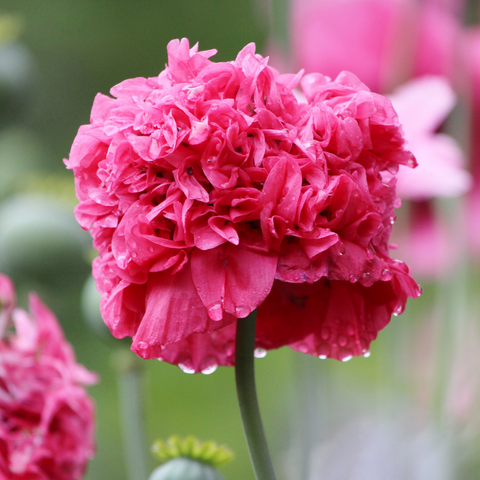 Rare Bombast Rose Poppy seeds package, GrowTime Garden Supply
