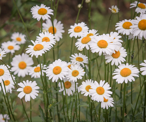Organic Shasta Daisy Alaska seeds package, GrowTime Garden Supply