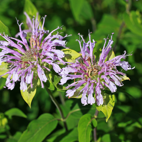 Organic Wild Bergamot Bee Balm seeds package, GrowTime Garden Supply
