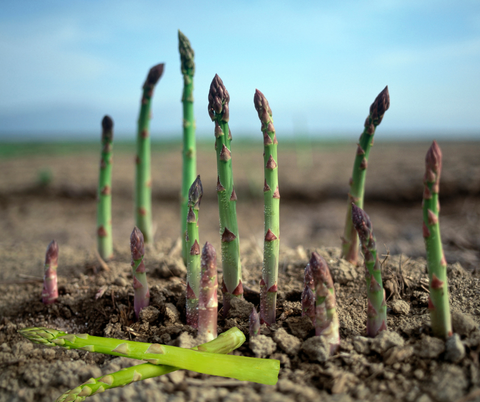 Mary Washington Asparagus seeds package, GrowTime Garden Supply