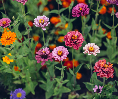 Zinnia Pumila mix Come and Cut Again seeds package, GrowTime Garden Supply