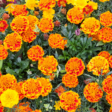 Organic Red Orange Marigold seeds package, GrowTime Garden Supply