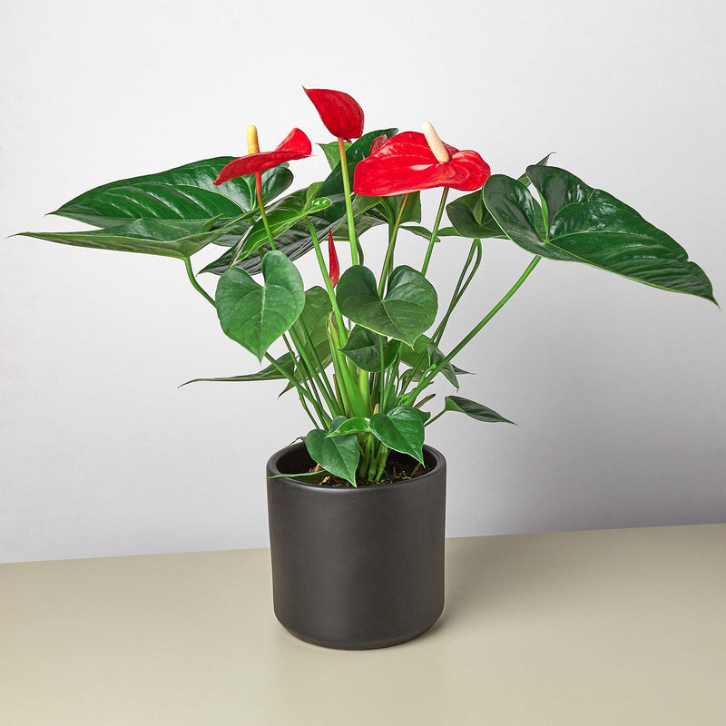 Load image into Gallery viewer, Anthurium 'Red'
