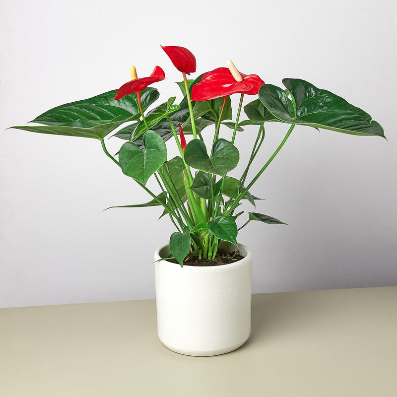Load image into Gallery viewer, Anthurium 'Red'
