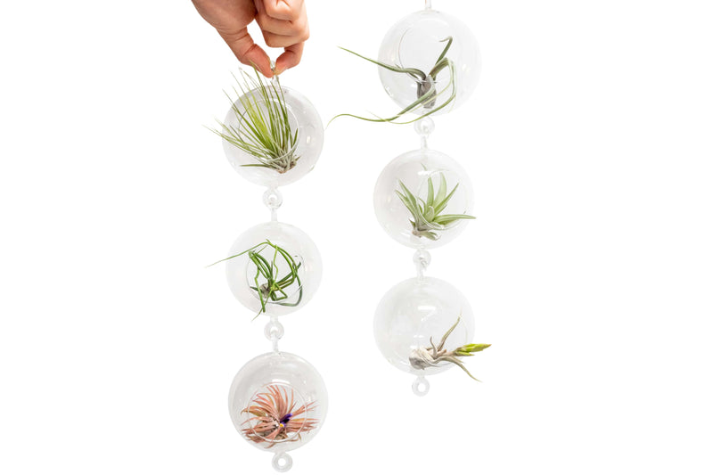 Load image into Gallery viewer, Vertical Garden Display featuring 6 Terrariums with Double Hooks and Air Plants
