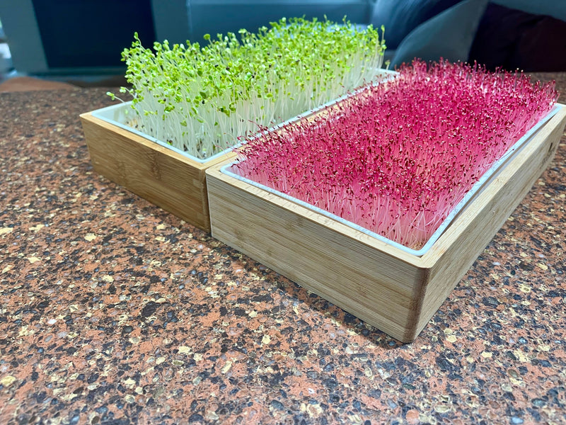 Load image into Gallery viewer, Organic Variety Pack Microgreens Seeds
