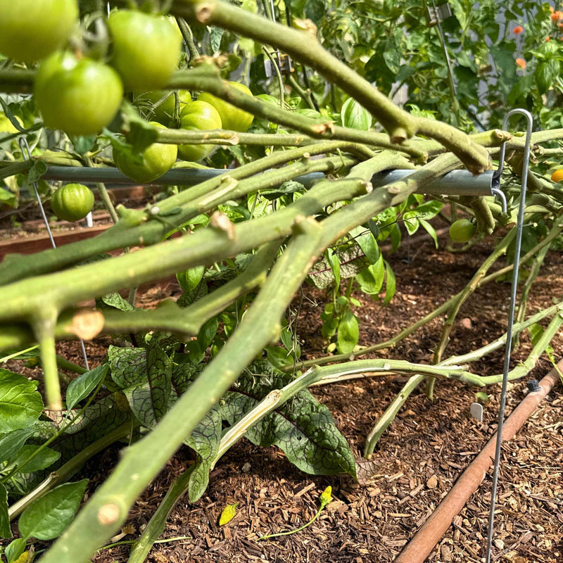 Load image into Gallery viewer, Vine Buddy Trellis Support
