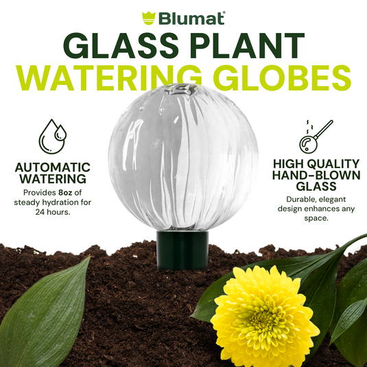 Glass Globe with Blumat Bottle Adapter