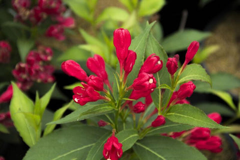 Crimson Kisses® Weigela, additional product view 2