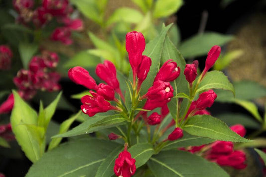 Crimson Kisses® Weigela