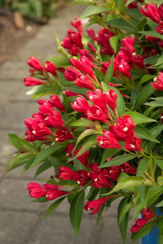 Crimson Kisses® Weigela