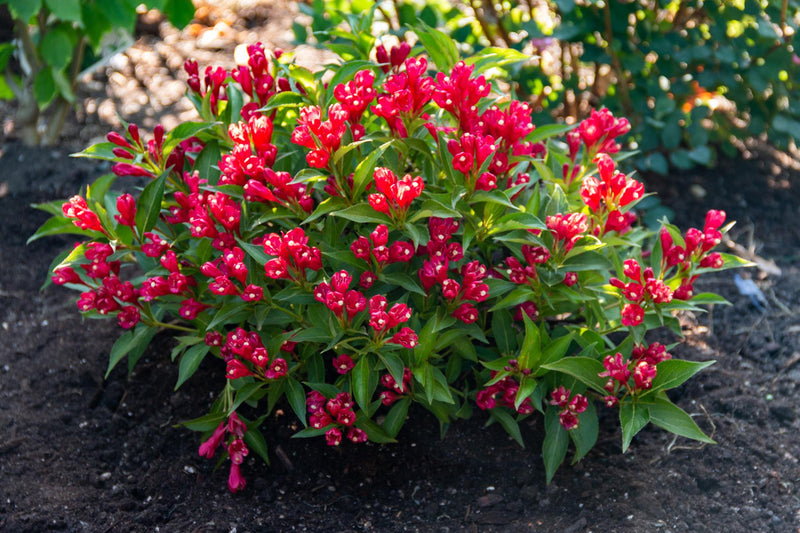 Load image into Gallery viewer, Crimson Kisses® Weigela
