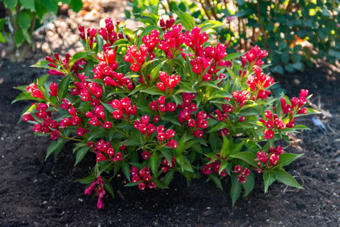 Crimson Kisses Weigela