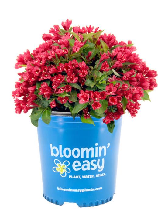 Load image into Gallery viewer, Crimson Kisses® Weigela
