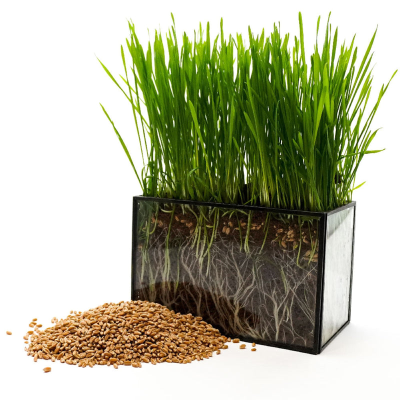 Load image into Gallery viewer, Non -GMO Wheat Seed For Wheatgrass or Catgrass
