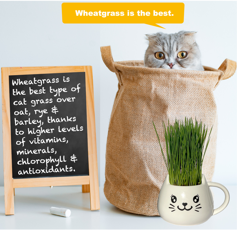 Load image into Gallery viewer, Cat Grass Mug Growing Kit
