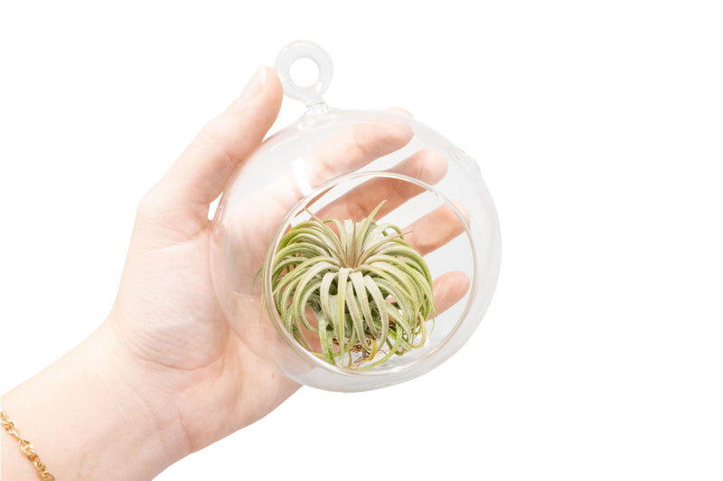 Load image into Gallery viewer, Hanging Globe Terrarium with Flat Bottom
