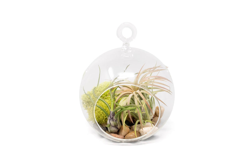 Load image into Gallery viewer, Set of 2 Stunning Hanging Glass Terrariums with Flat Bottoms
