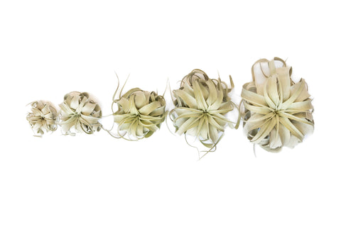 Tillandsia Xerographica Air Plants Multiple Sizes