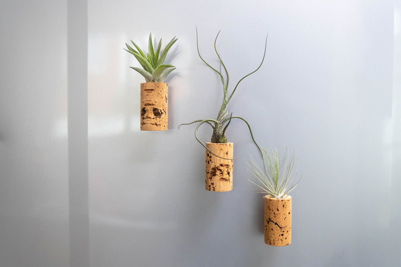 Load image into Gallery viewer, Magnetic Wine Cork with Tillandsia Assorted Air Plant
