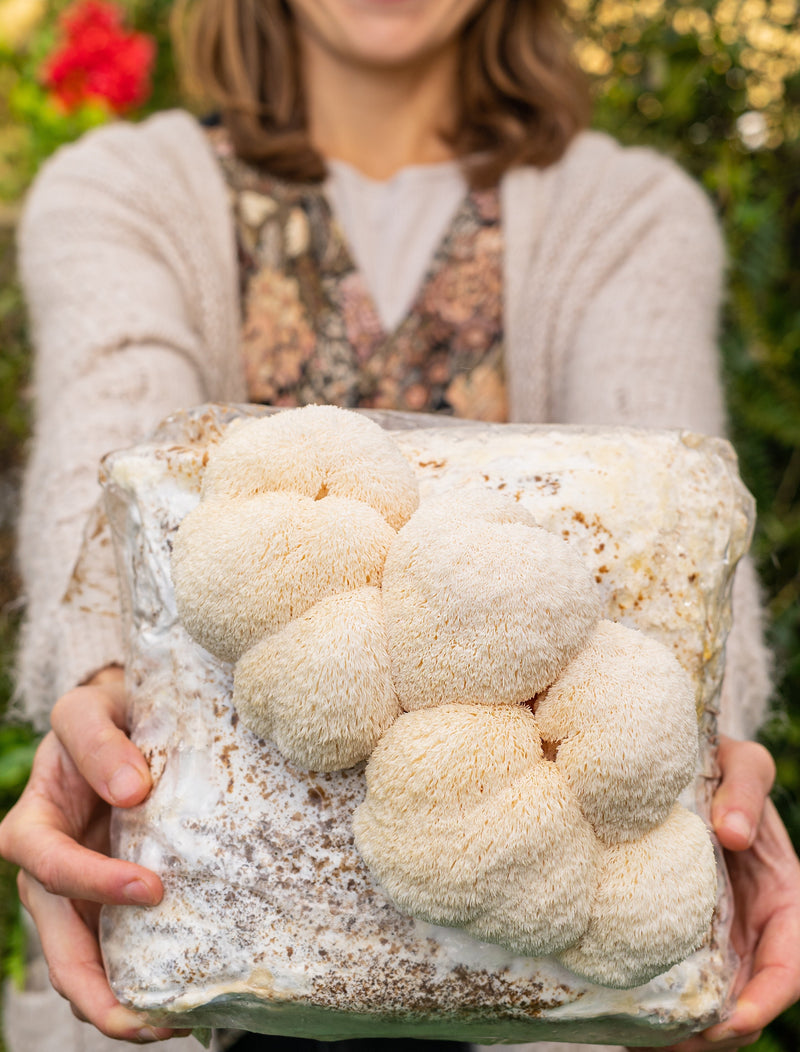 Load image into Gallery viewer, Premium Lion's Mane Mushroom Fruiting Block Grow Kit - 5 LBS

