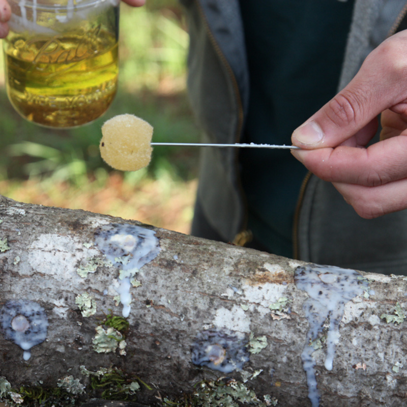 Load image into Gallery viewer, Lion's Mane Mushroom Outdoor Log Starter Kit
