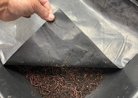 Utah Worm plastic worm bin cover