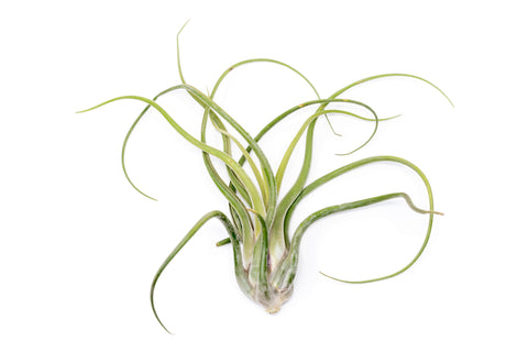 XL Tillandsia Caput Medusae Air Plant Set