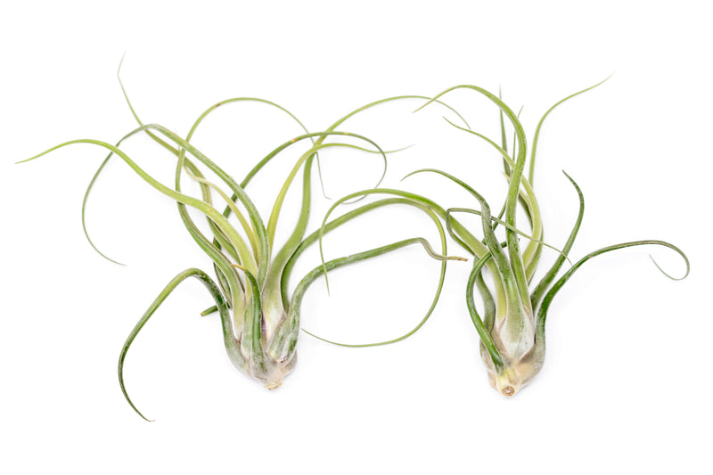 Load image into Gallery viewer, SALE - XL Tillandsia Caput Medusae - Set of 5 or 10 Air Plants - 50% Off
