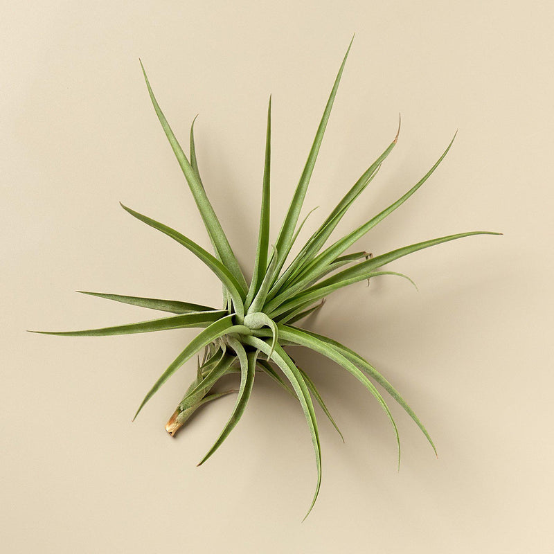 Load image into Gallery viewer, Large Air Plant Bundle
