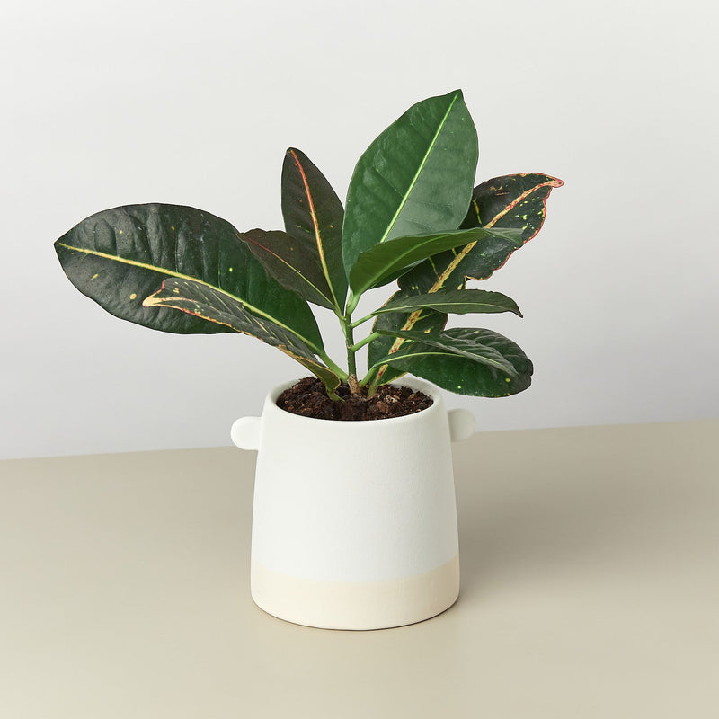 Load image into Gallery viewer, Knob Cylinder Pot - 5 Inch
