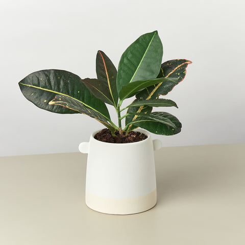 Knob Cylinder Pot