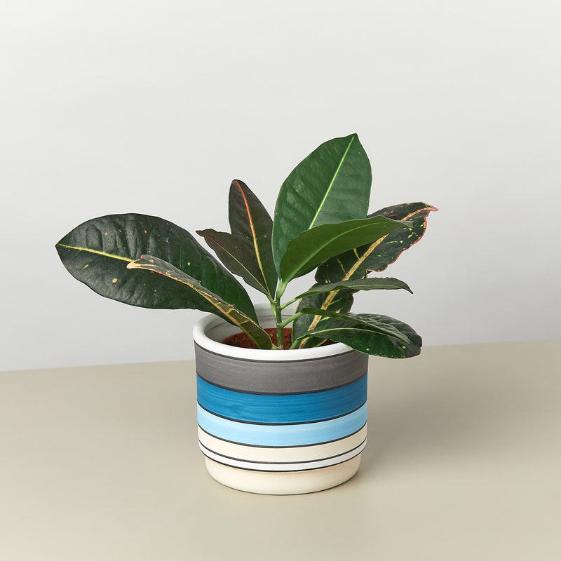Load image into Gallery viewer, Polychrome Cylinder Pot - 5.5 Inch
