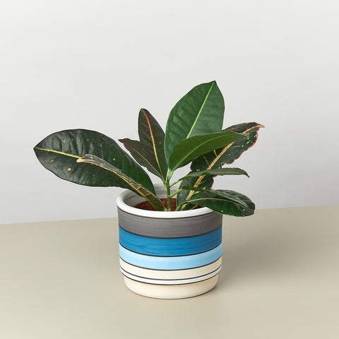 Polychrome Cylinder Pot 5.5 Inch