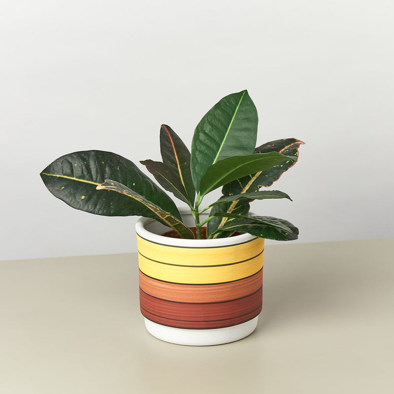 Load image into Gallery viewer, Polychrome Cylinder Pot - 5.5 Inch
