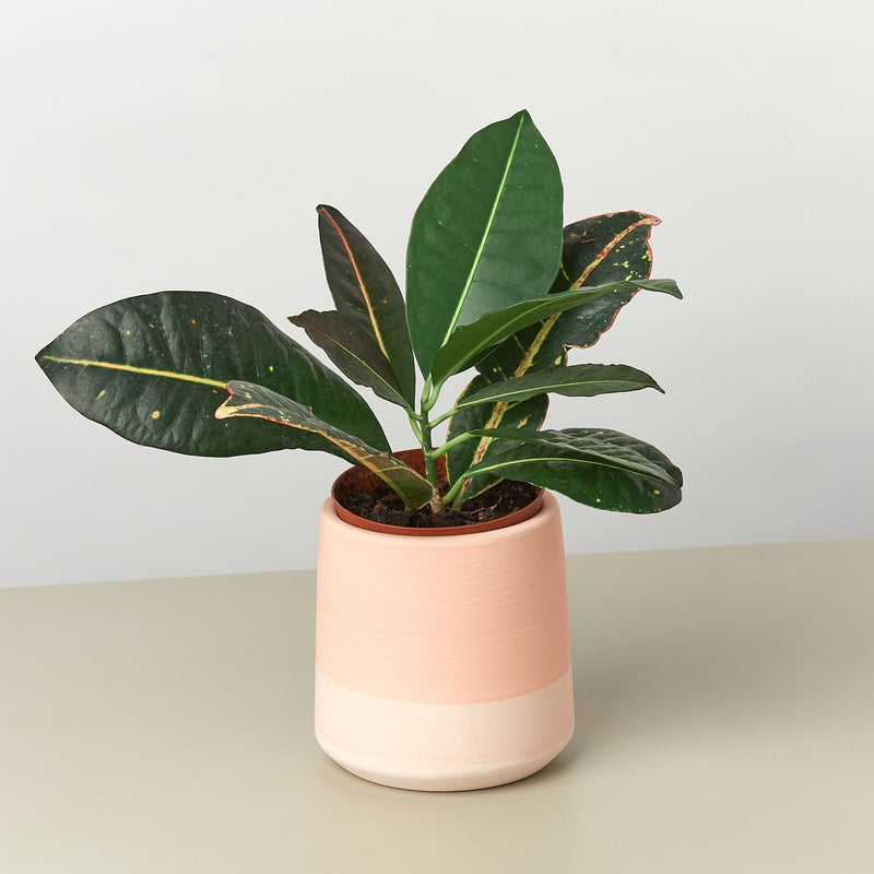 Load image into Gallery viewer, Gradient Cylinder Pot - 5 Inch

