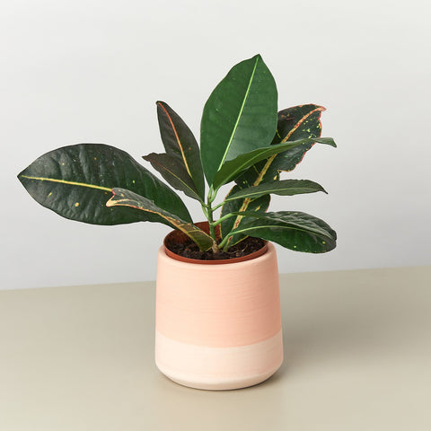 Gradient cylinder pot, 5-inch