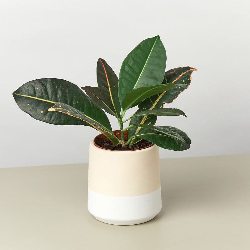 Load image into Gallery viewer, Gradient Cylinder Pot - 5 Inch
