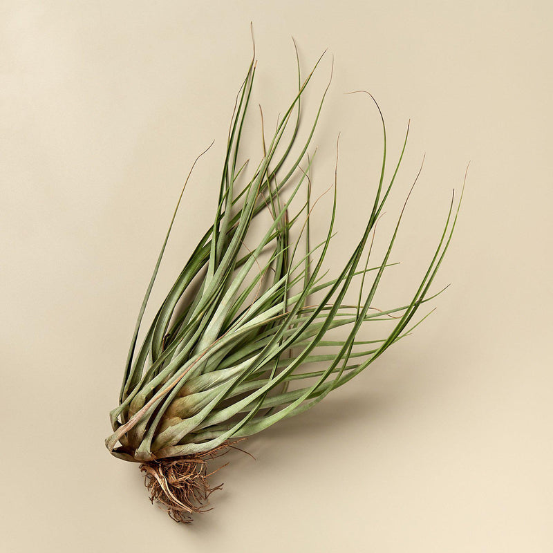 Load image into Gallery viewer, Large Air Plant Bundle
