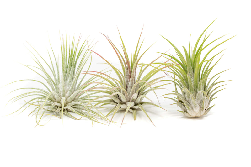 Load image into Gallery viewer, SALE - XL Tillandsia Ionantha Guatemala Air Plants - Set of 10 or 20 - 40% Off
