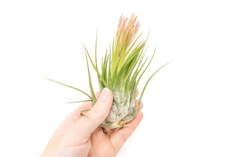 SALE - Large Tillandsia Ionantha Scaposa - Set of 10 or 20 Air Plants - 40% Off, additional product view 2