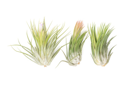 Large Tillandsia Ionantha Scaposa, additional product view 2