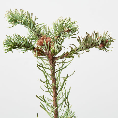 Noble Fir Tree, detail view