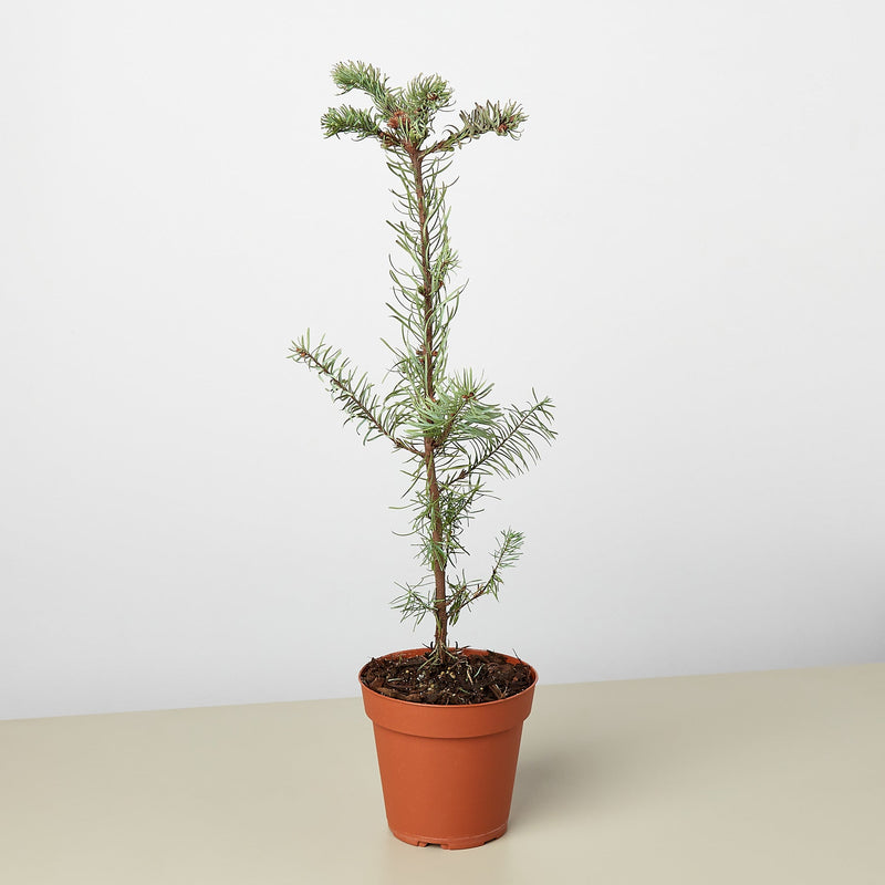 Load image into Gallery viewer, Noble Fir Tree
