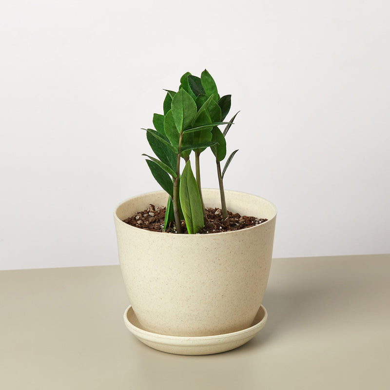 Load image into Gallery viewer, Zamioculcas Zamiifolia 'ZZ'
