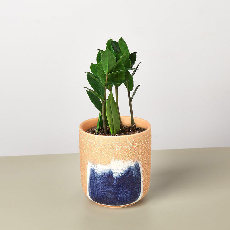Load image into Gallery viewer, Zamioculcas Zamiifolia 'ZZ'
