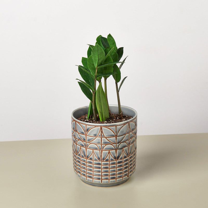 Load image into Gallery viewer, Zamioculcas Zamiifolia 'ZZ'
